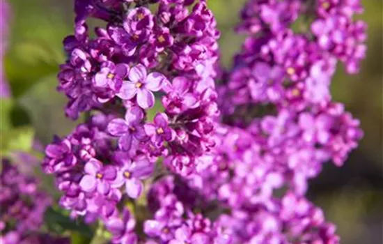 Syringa vulgaris, rosa