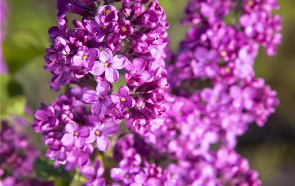 Syringa vulgaris, rosa