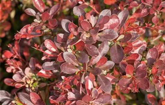 Berberis thunbergii 'Atropurpurea Nana'