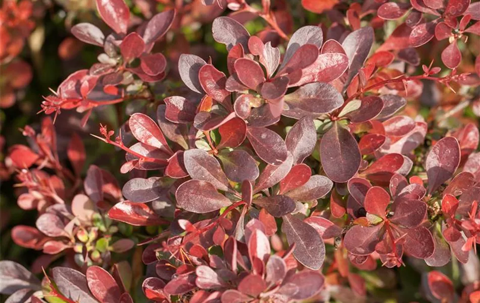 Berberis thunbergii 'Atropurpurea Nana'