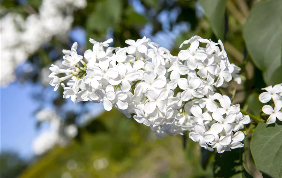 Syringa vulgaris, weiß