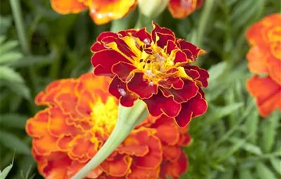 Tagetes patula