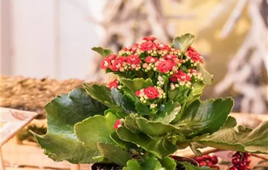 Kalanchoe blossfeldiana