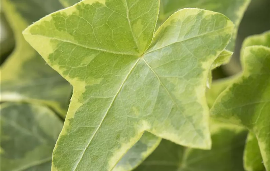 Hedera helix, gelb-grün