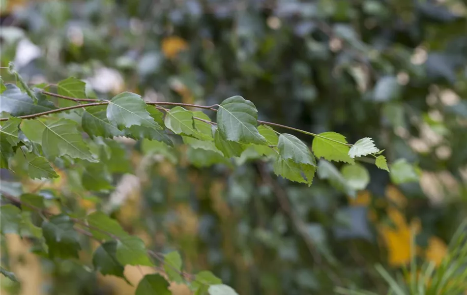 Betula pendula