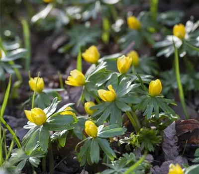 Eranthis hyemalis