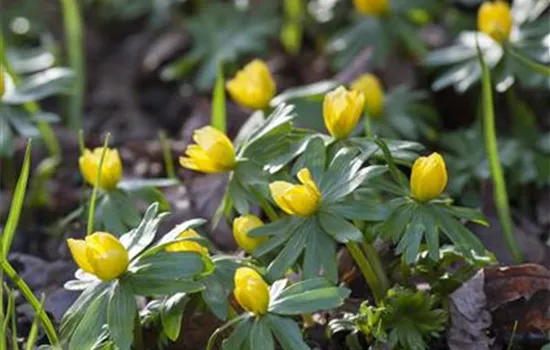 Eranthis hyemalis