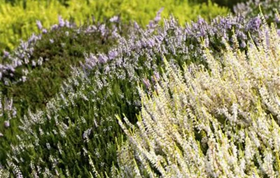 Calluna vulgaris