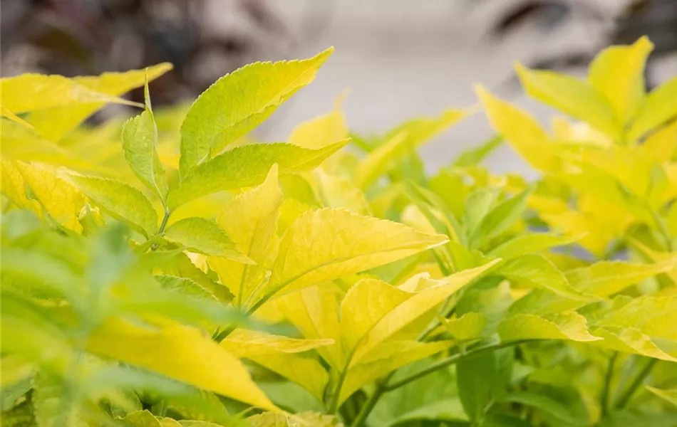 Sambucus canadensis 'Aurea'