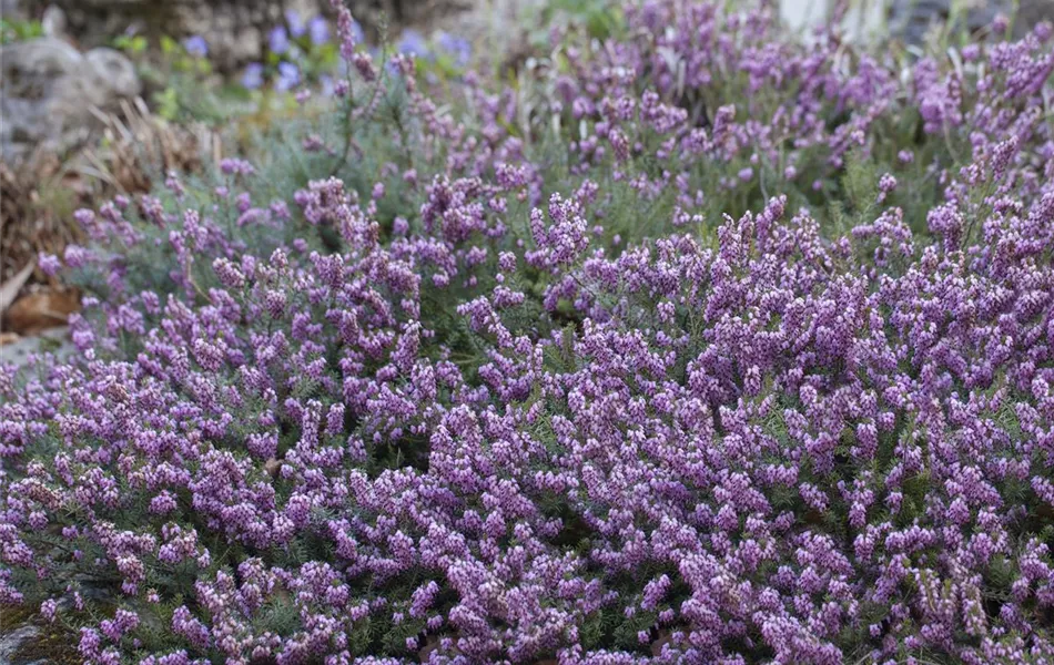 Erica carnea