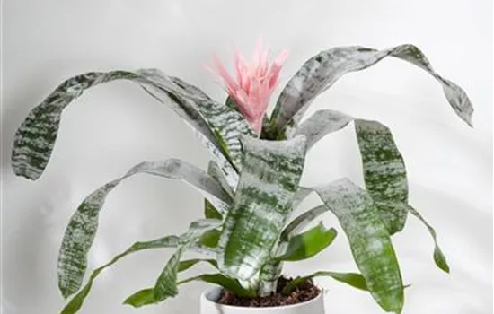 Aechmea