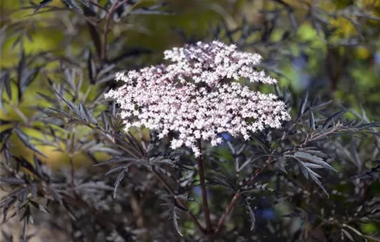 Sambucus nigra 'Black Lace'(s)