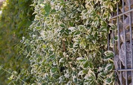 Euonymus fortunei 'Emerald Gaiety'