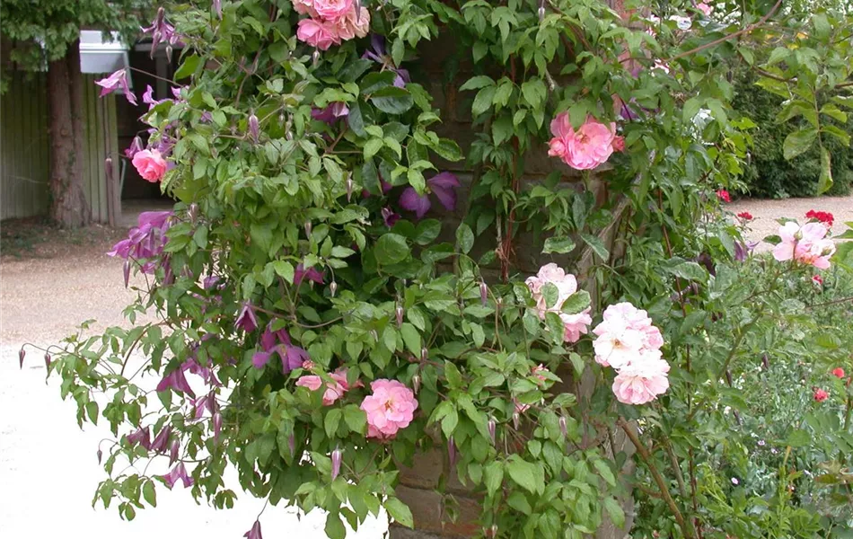 Clematis alpina