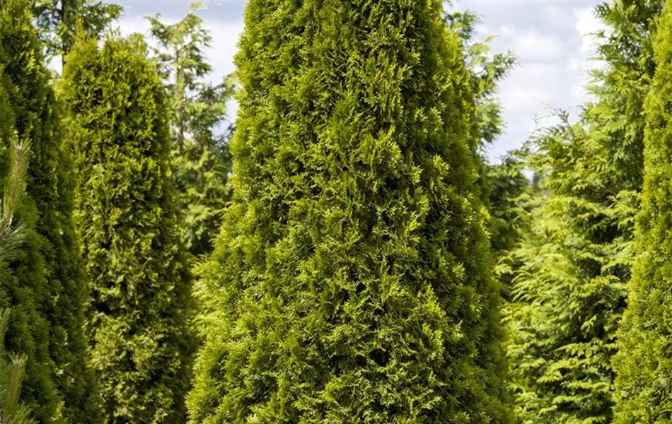 Thuja occidentalis 'Smaragd'