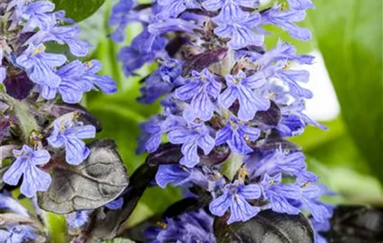 Ajuga reptans 'Atropurpurea'