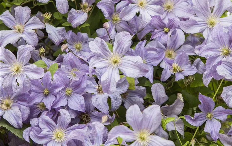 Clematis viticella