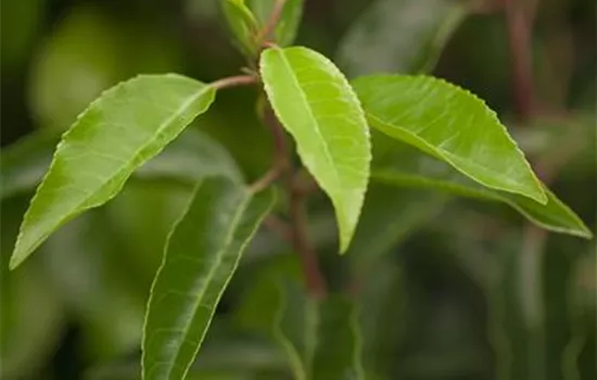 Prunus lusitanica