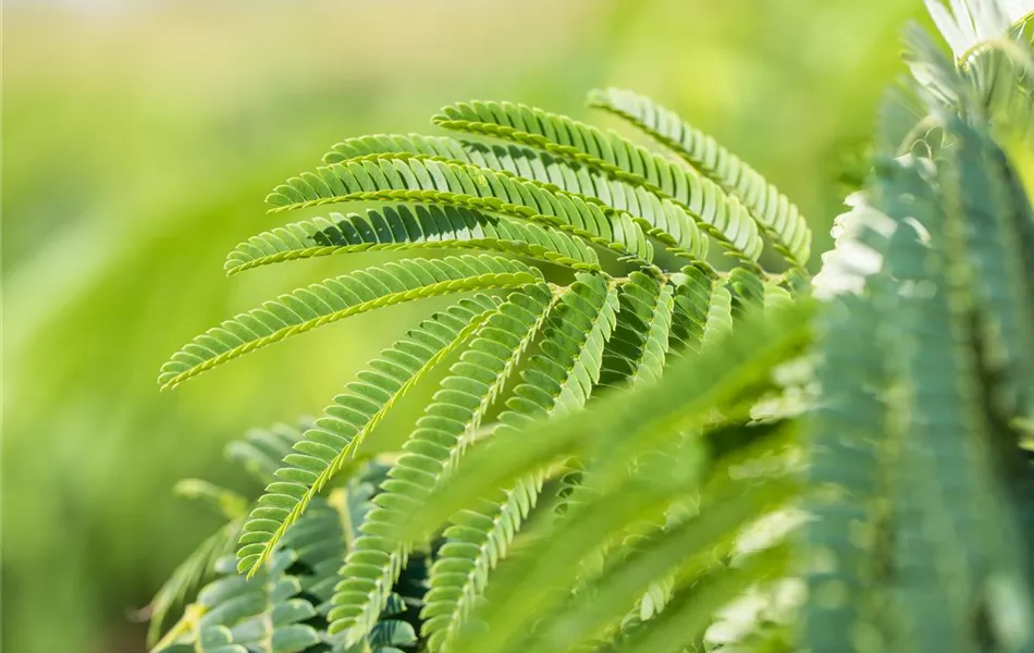 Albizia julibrissin