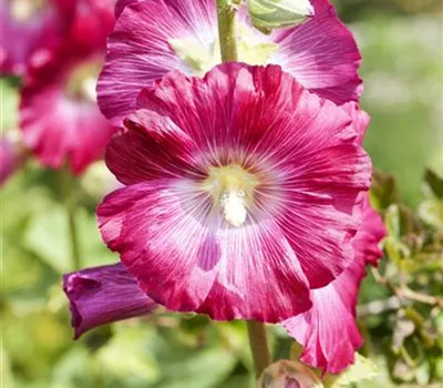 Alcea rosea