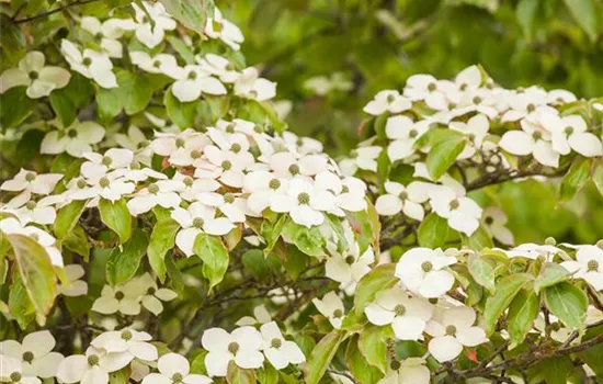 Cornus kousa