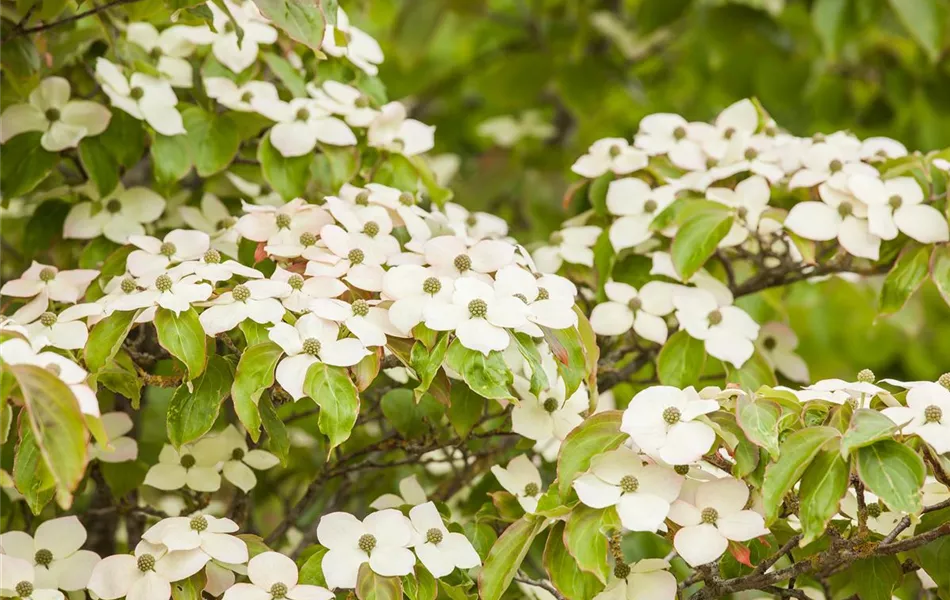 Cornus kousa