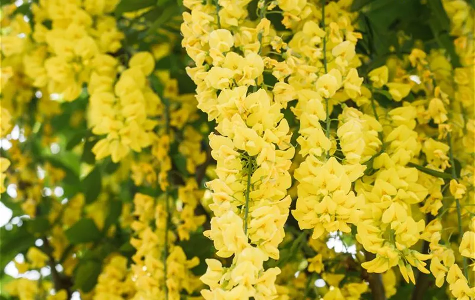 Laburnum watereri