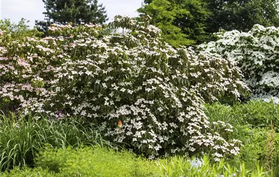 Cornus kousa 'Cappuccino'®