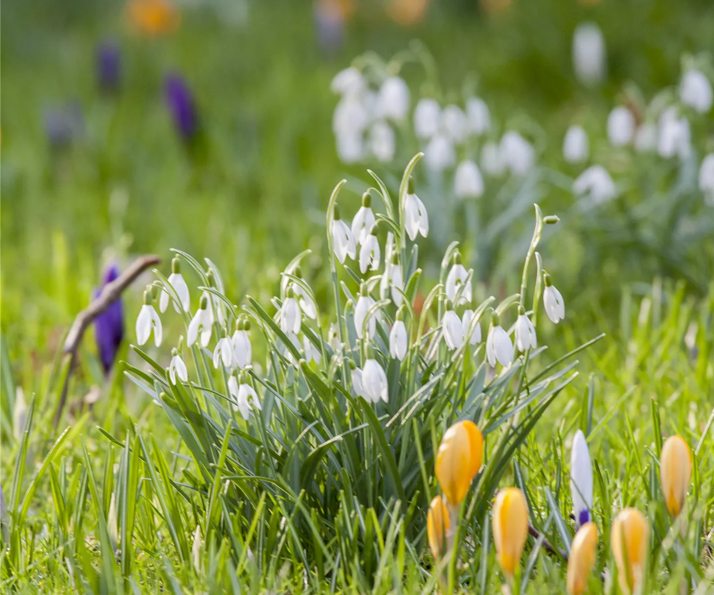 Kleinklima für empfindliche Pflanzen