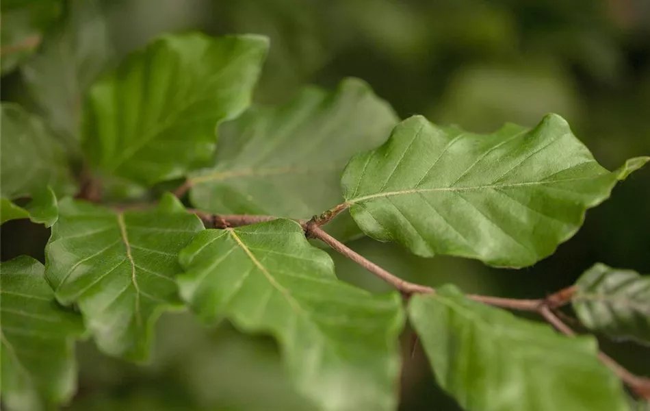 Fagus sylvatica