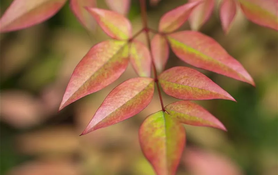 Nandina domestica