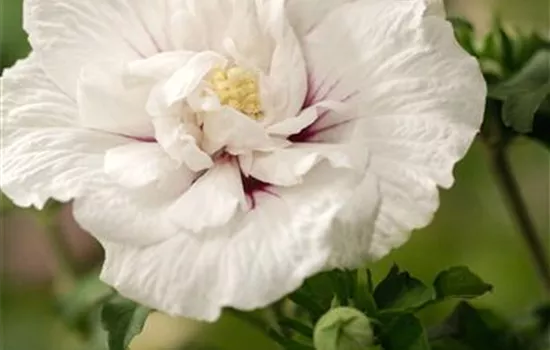 Hibiscus 'Chiffon'®