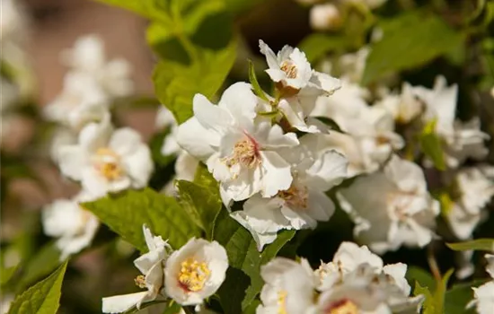 Philadelphus x virginalis