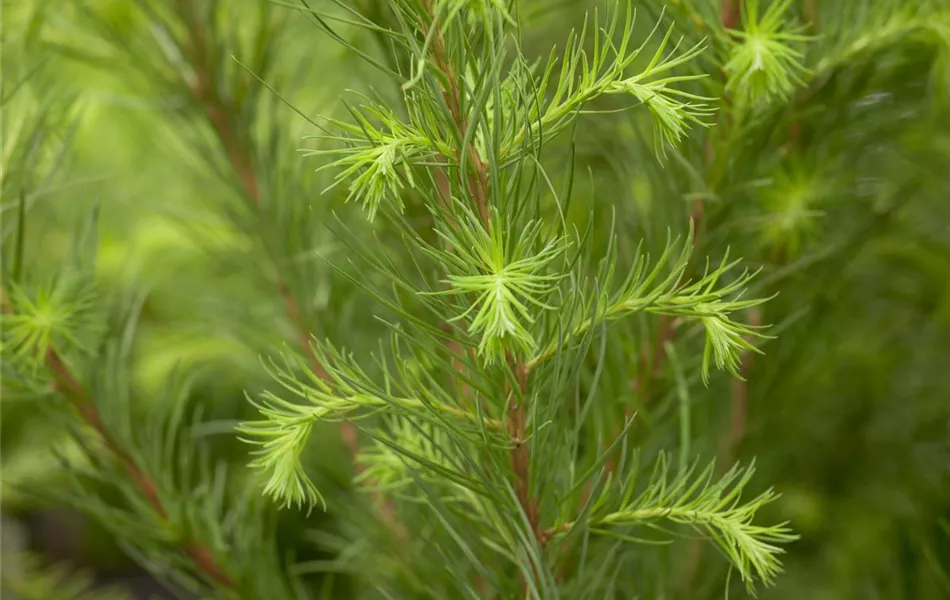 Larix decidua