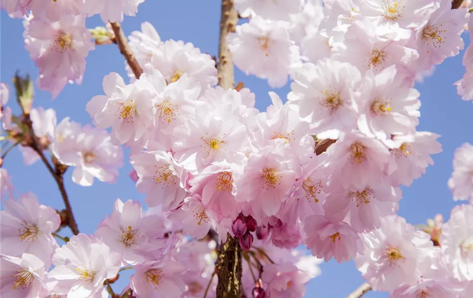 Prunus serrulata