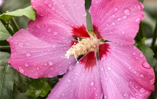 Hibiscus syriacus