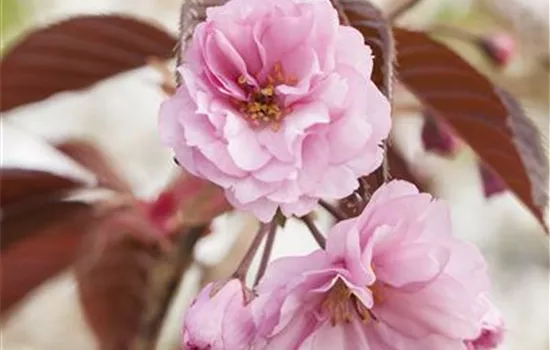 Prunus serrulata 'Royal Burgundy'®