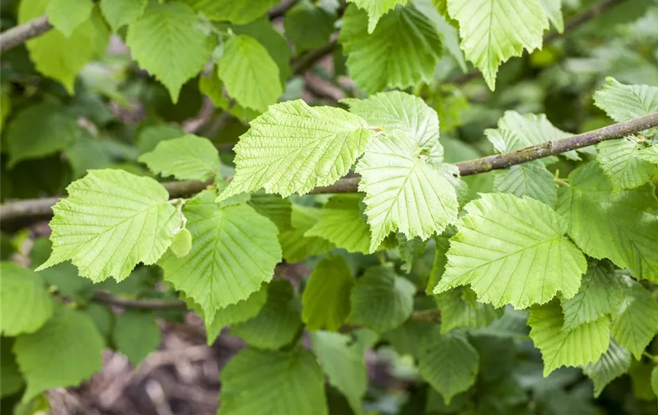 Corylus avellana