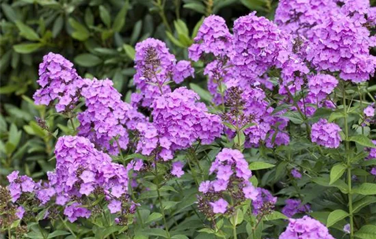 Phlox paniculata