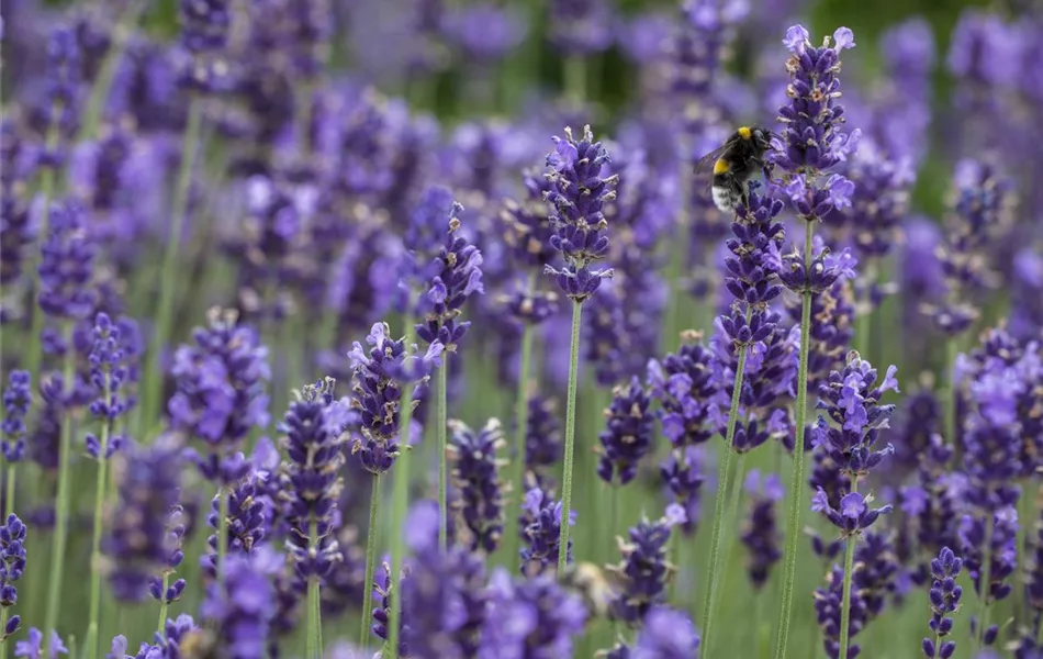 Lavandula angustifolia, blau