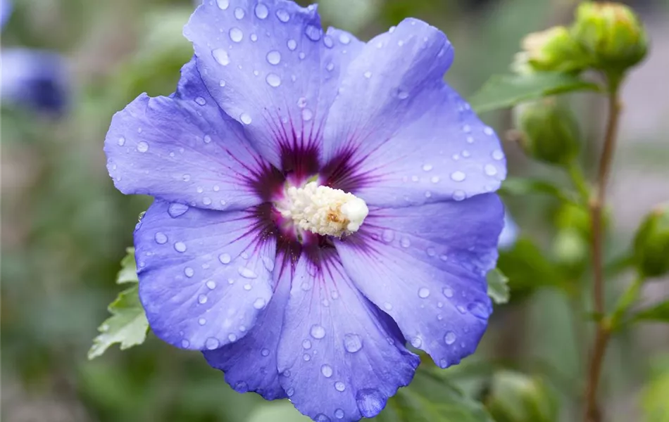 Hibiscus syriacus 'Oiseau Bleu'