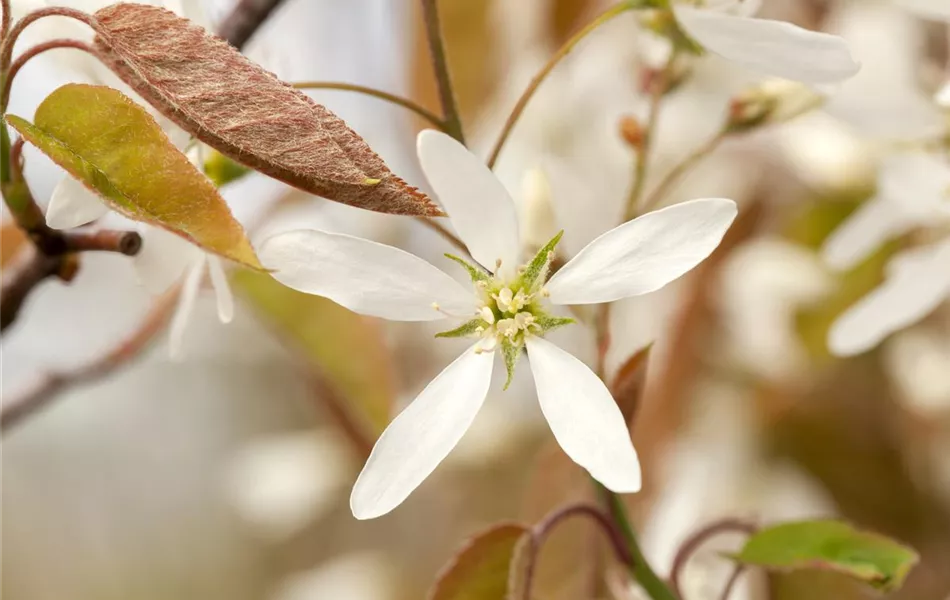 Amelanchier lamarckii