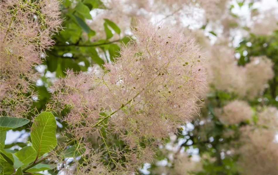 Cotinus coggygria