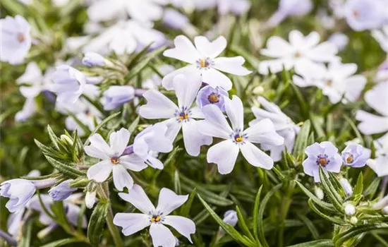 Phlox subulata