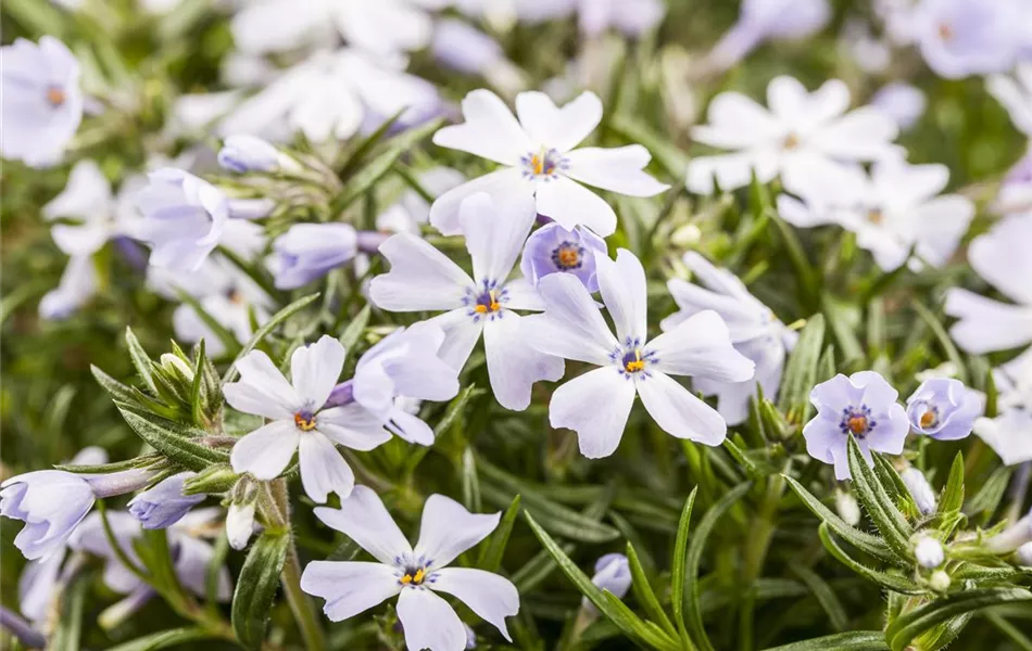 Phlox subulata