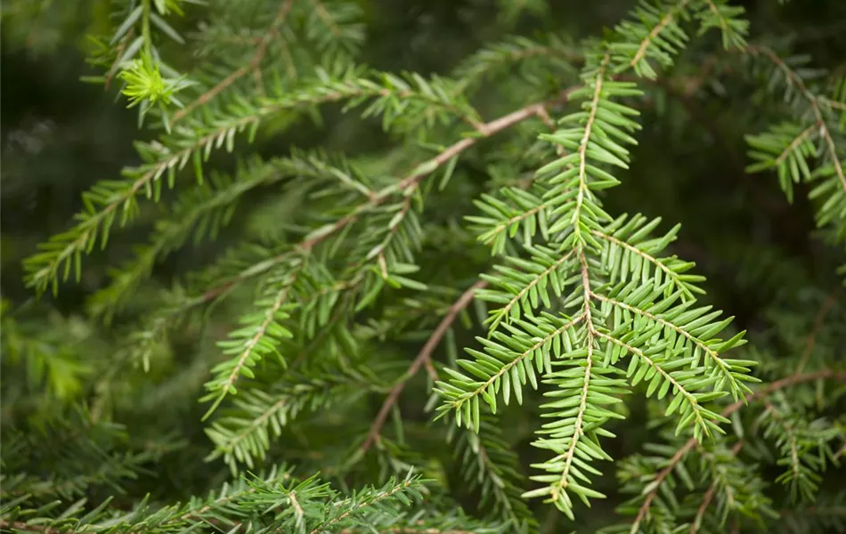 Tsuga canadensis