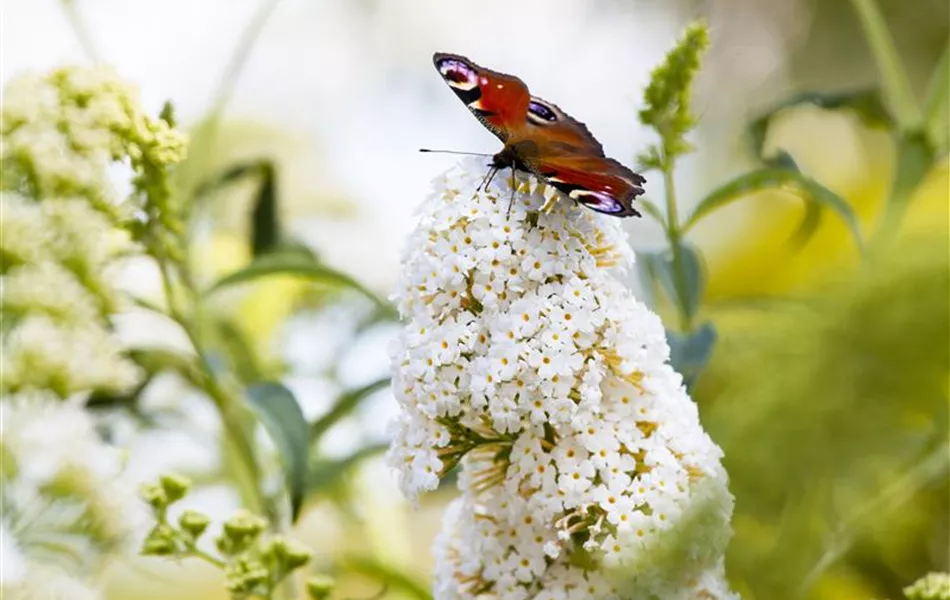 Buddleja davidii