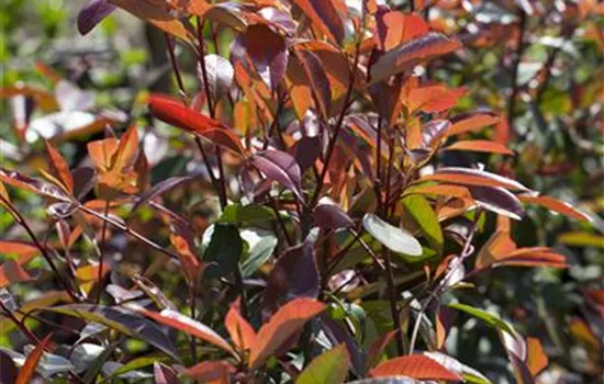 Photinia fraseri 'Red Robin'