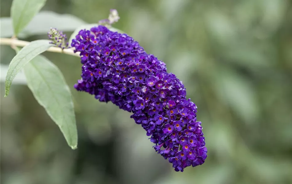 Buddleja davidii 'Black Knight'