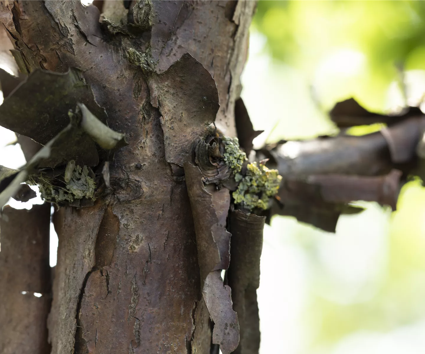 Frostrissen vorbeugen